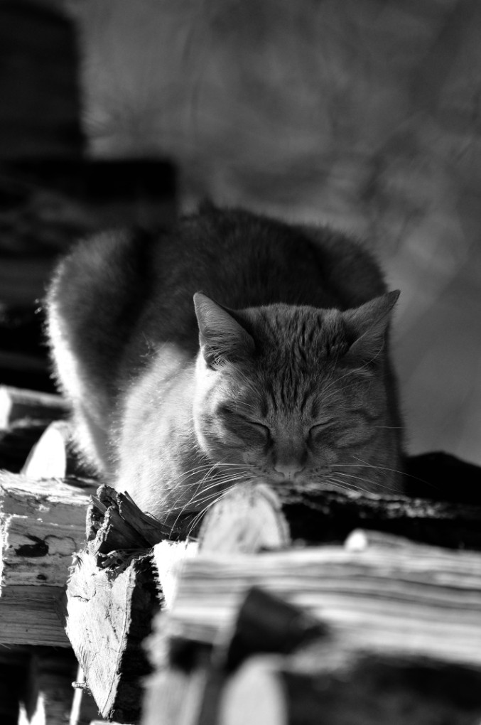 Un riposino sulla legnaia