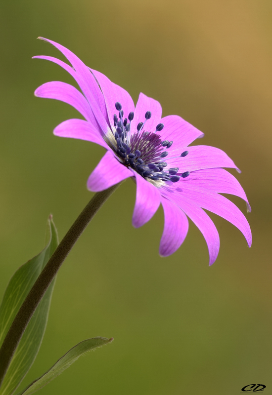 tragopogon porrifolius