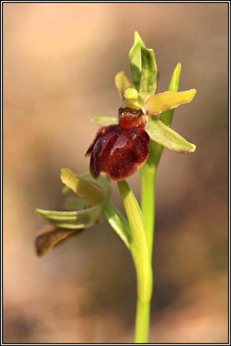 Ophrys sphegodes