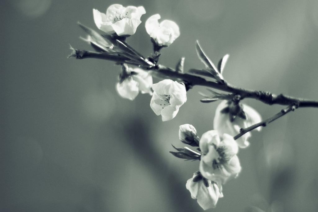 piano piano primavera