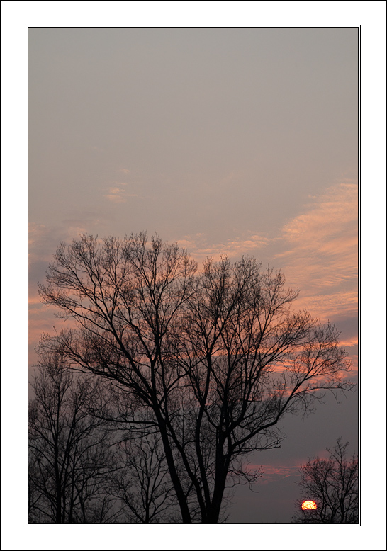 Quando gli alberi bruciano