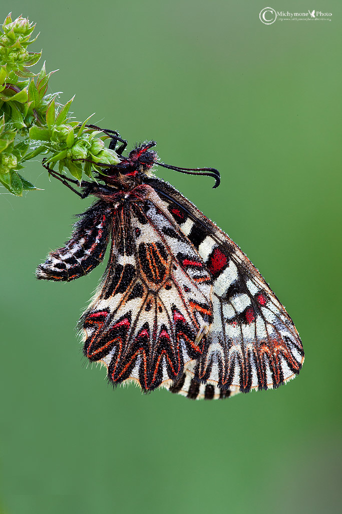 Zerynthia polyxena (Denis & Schifferm?ller 1775) Polissena...