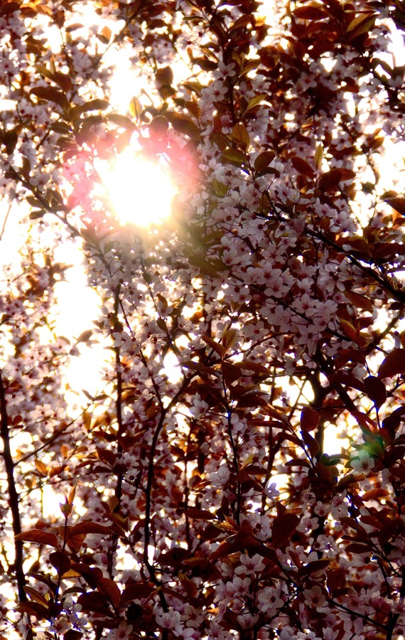 The first spring sun