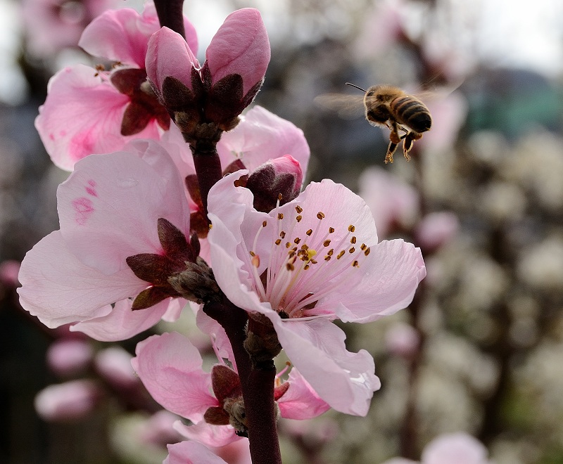 Ape e fiore di pesco