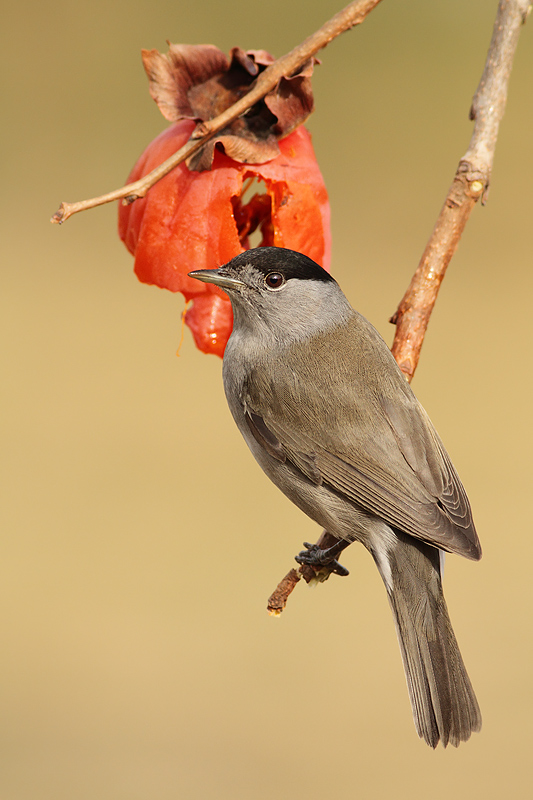IL SIGNOR CAPINERA.......
