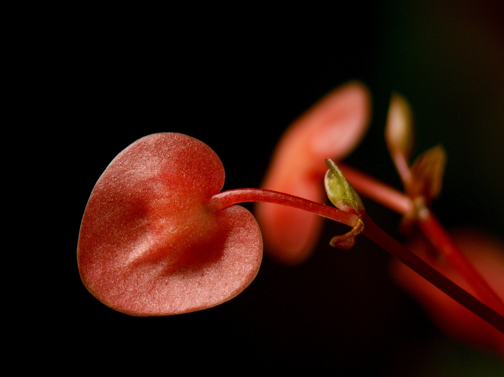 Cuore rossonero!!!!!