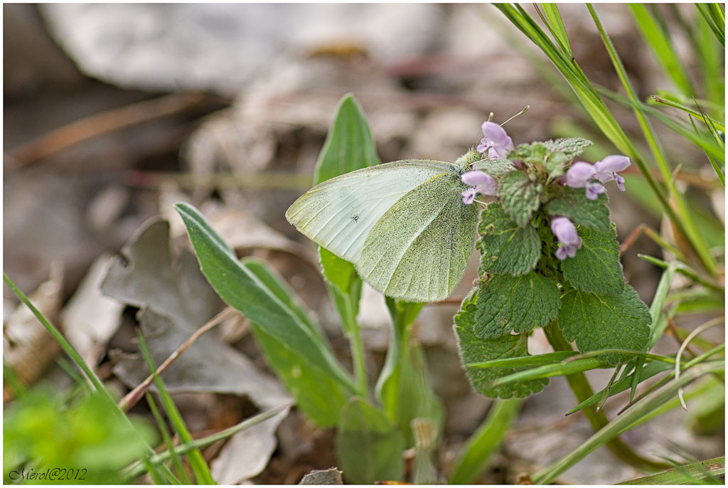La mia prima farfalla