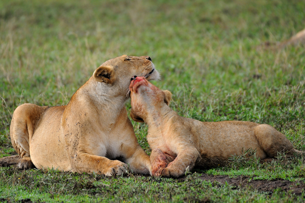 Mamma son tanto felice!