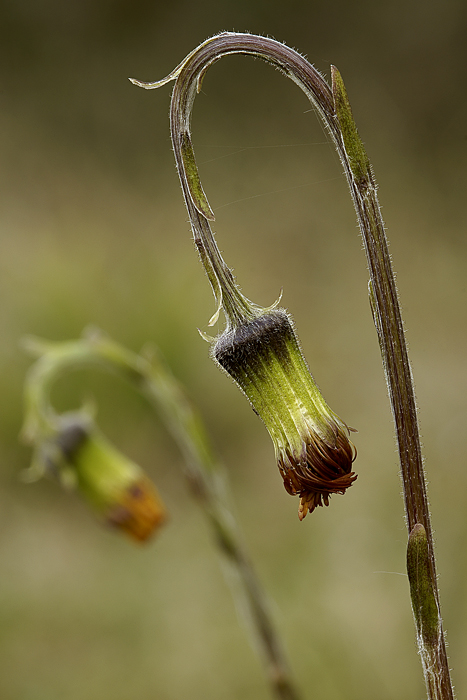 Al calar della sera...