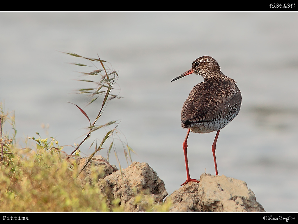 Pittima o Piro Piro ?