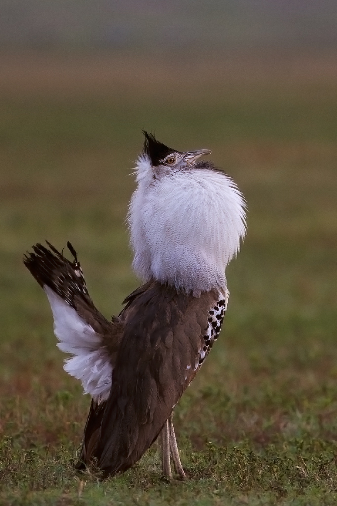 Maschio di Otarda in parata
