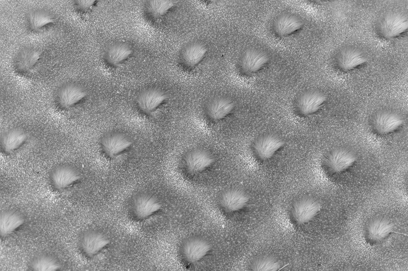 Orto Botanico Napoli VI