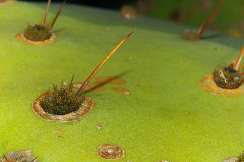 Orto Botanico Napoli VIII