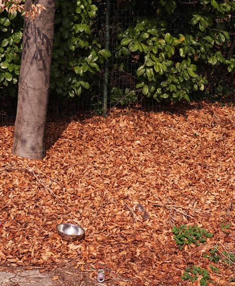 il Giardino S'Fiorito?