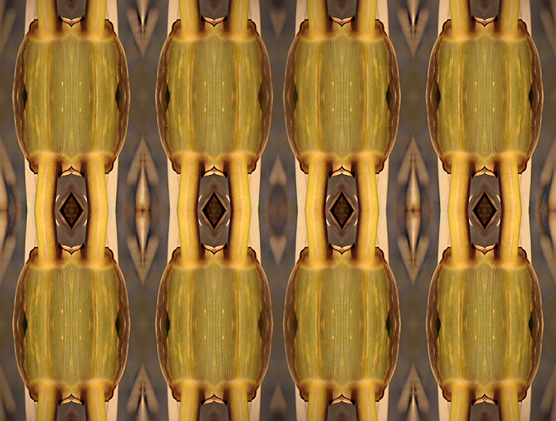 Griglia di canne pisane