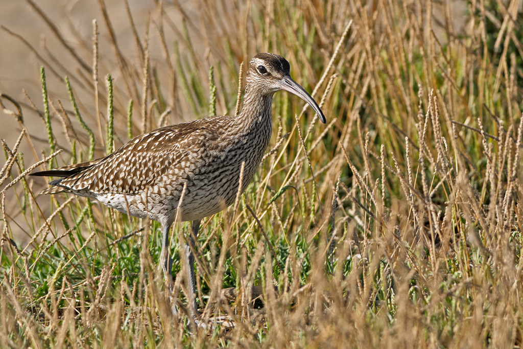 Chiurlo piccolo Numenius phaeopus