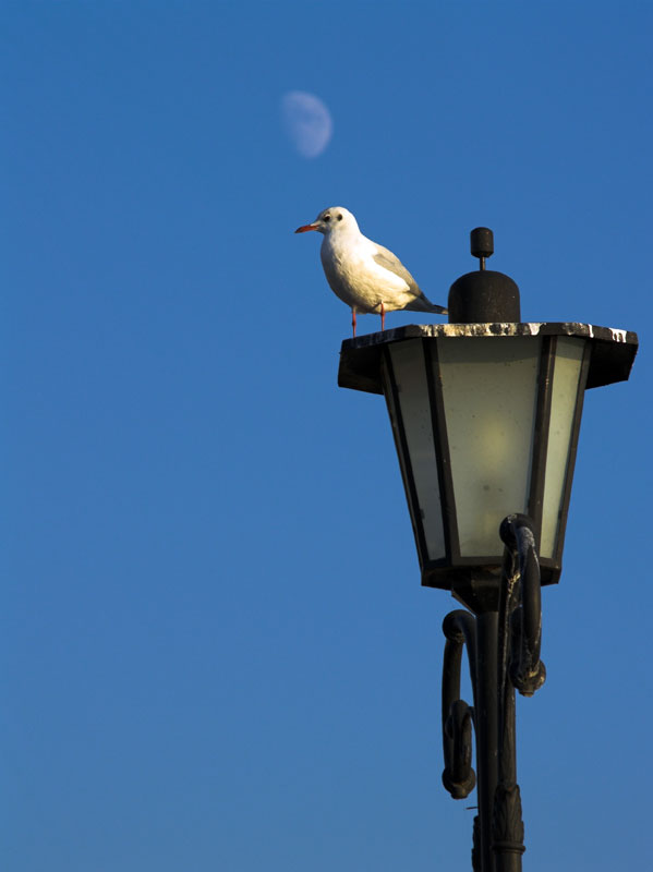 Un gabbiano all'imbrunire