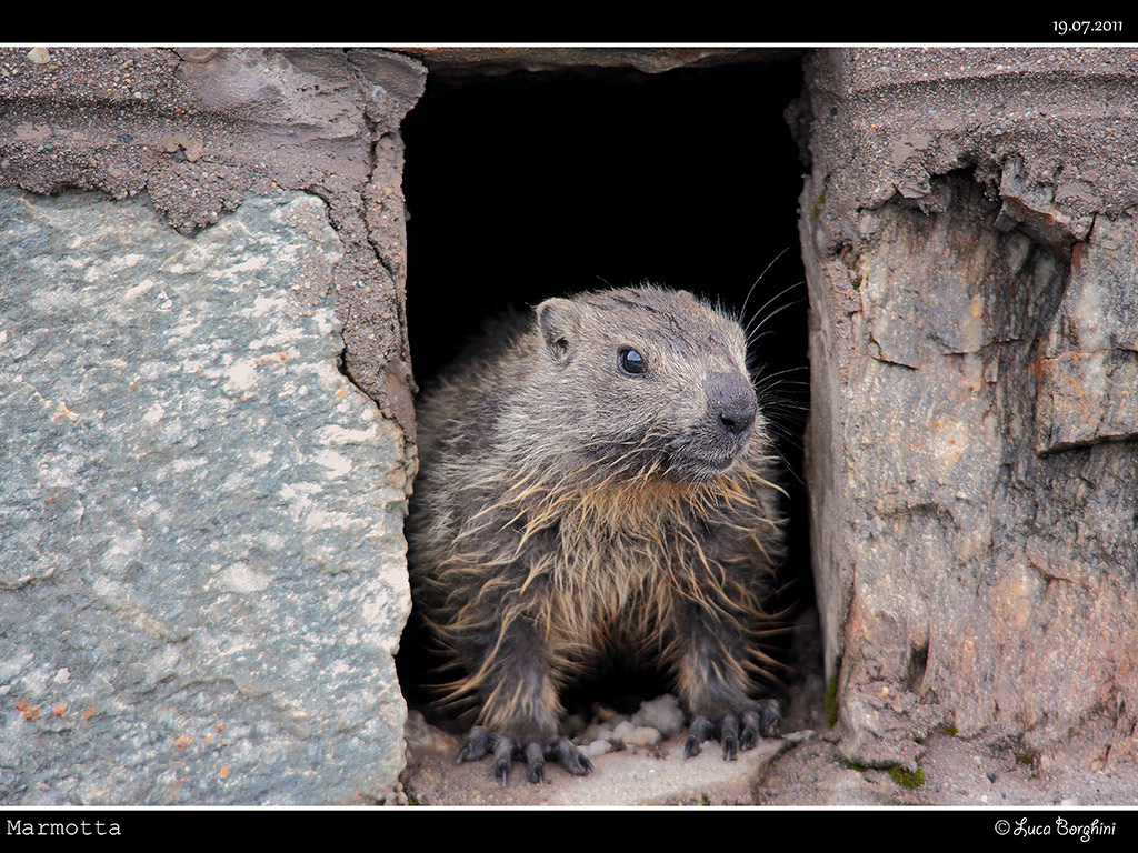 Marmotta # 4