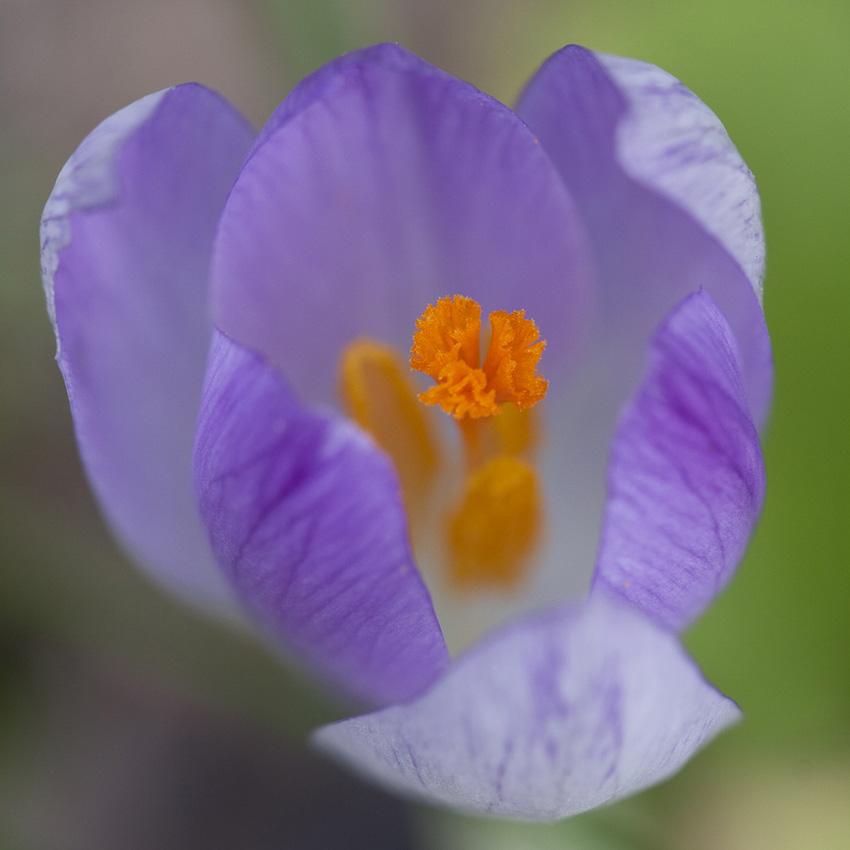 Crocus Vernus