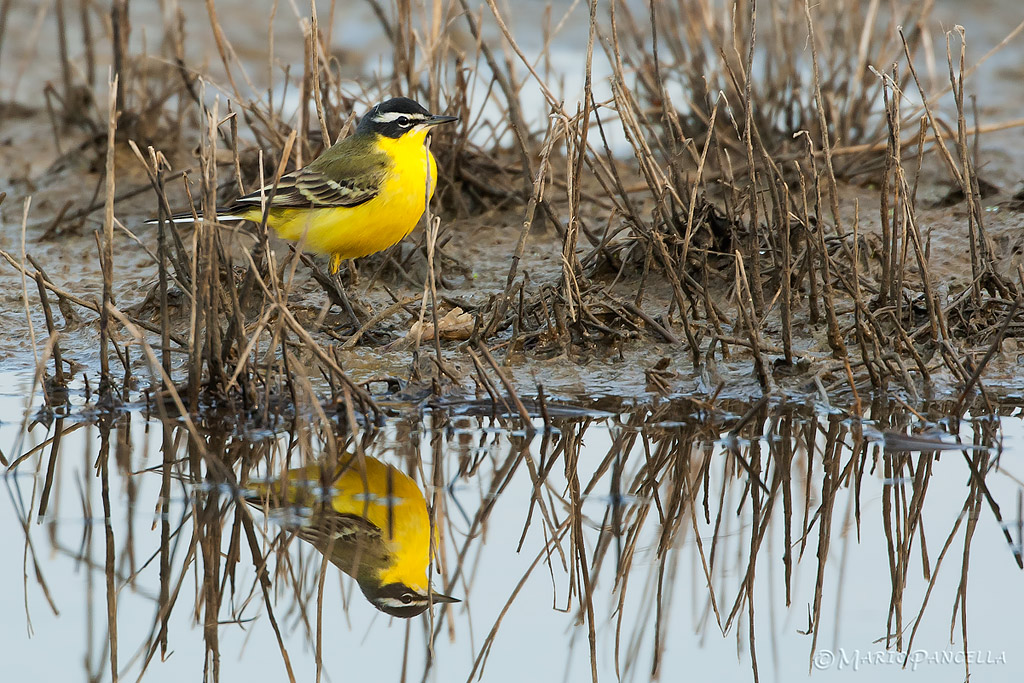 Cutrettola-Moticilla Flava