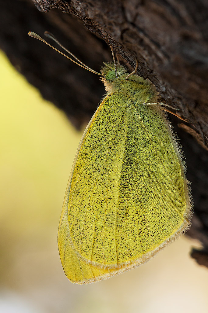 Pieris rapae