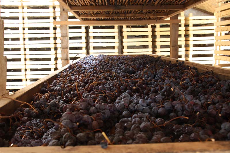 uva in appassimento