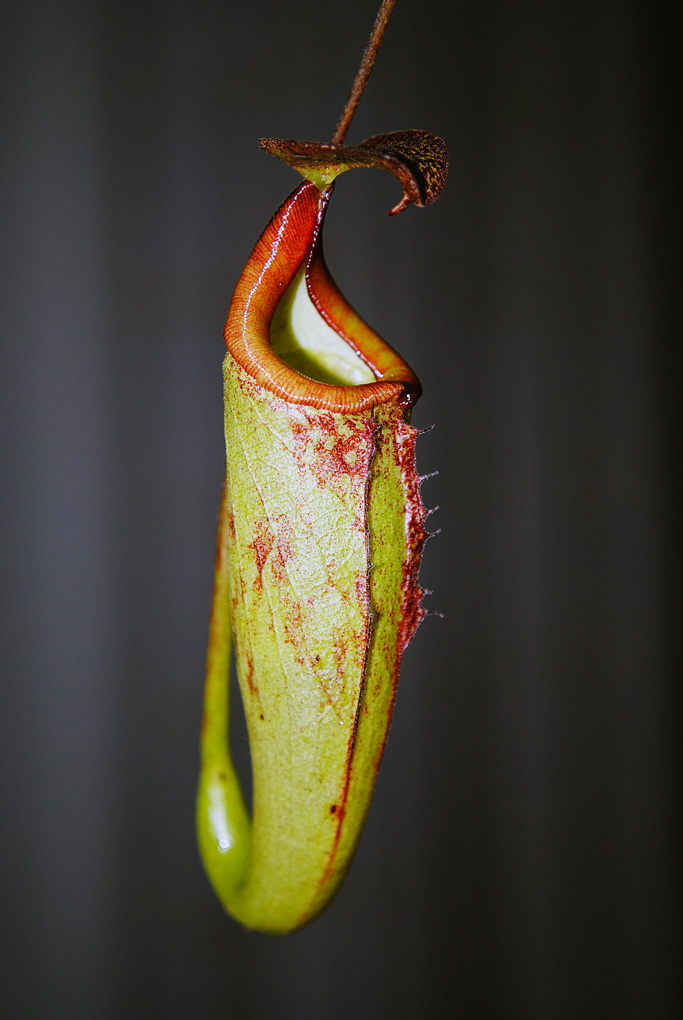 Nepenthes x maxima