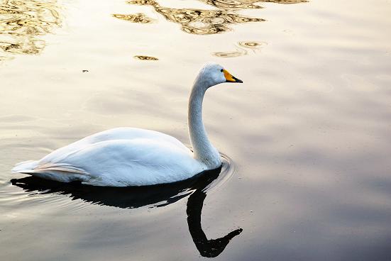L'eleganza del Cigno!
