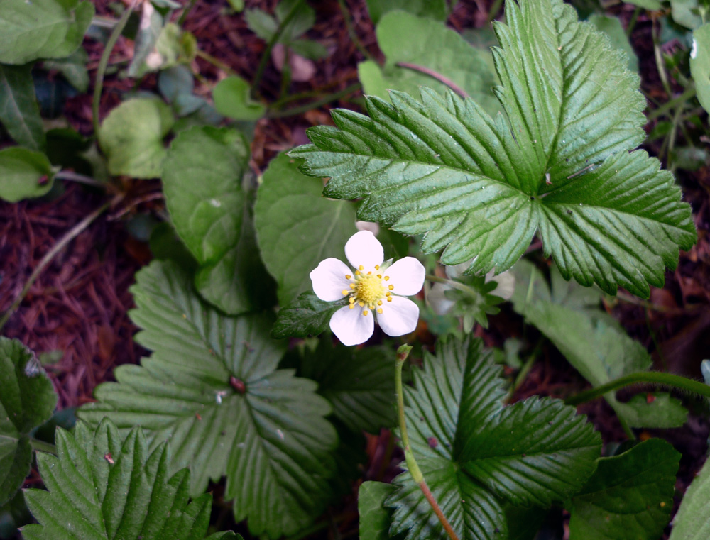 104  QUI CI ST0'  AMCHE IO.....