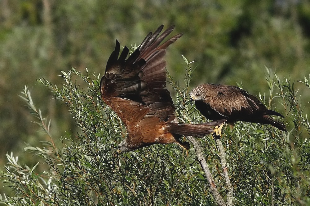 passaggio nibbi bruni