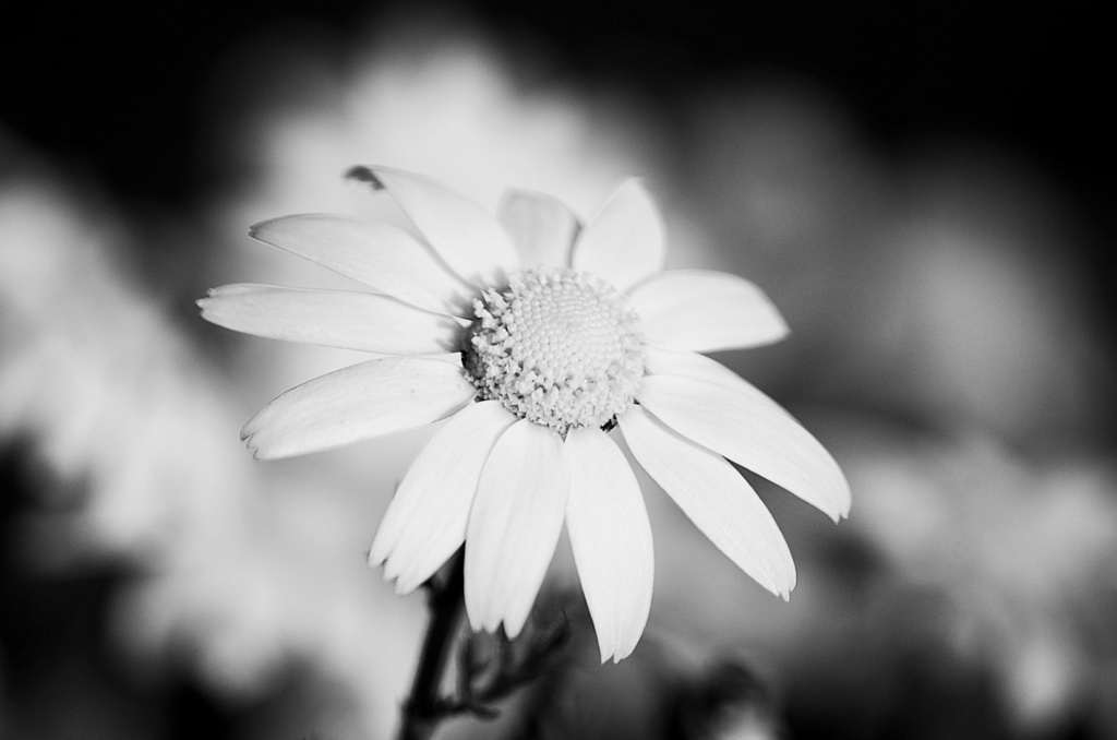 Margherita � bella....