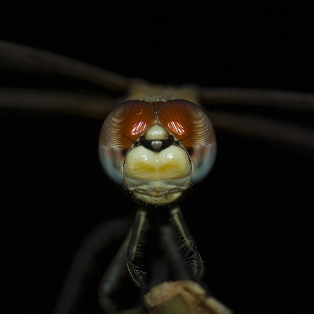 Libellula
