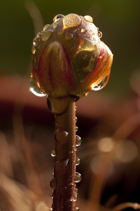 Fiore di Sarracenia