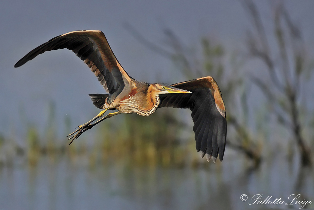 Airone rosso (Ardea purpurea)