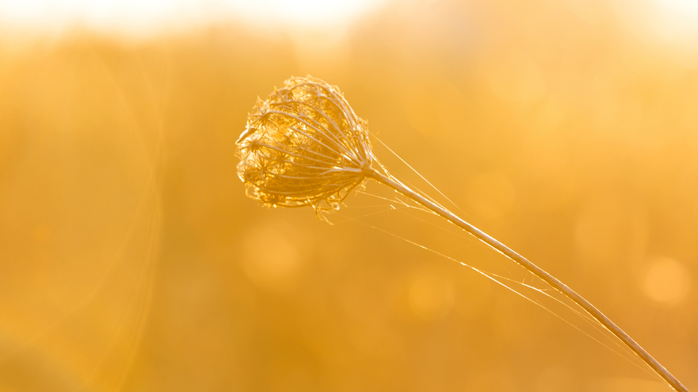 No insetti, no party..