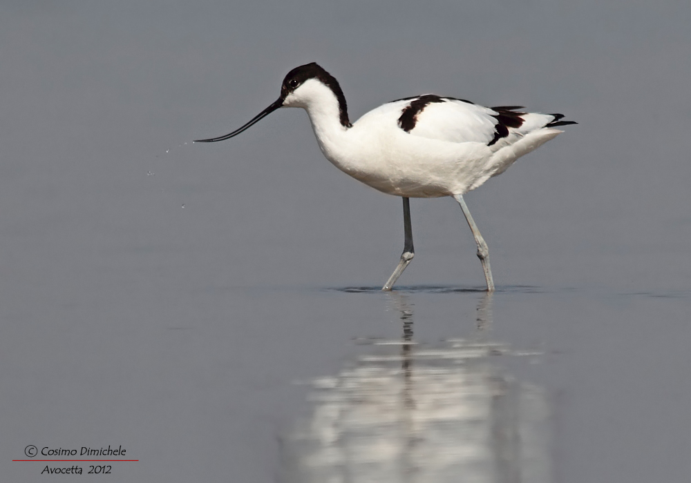 Avocetta