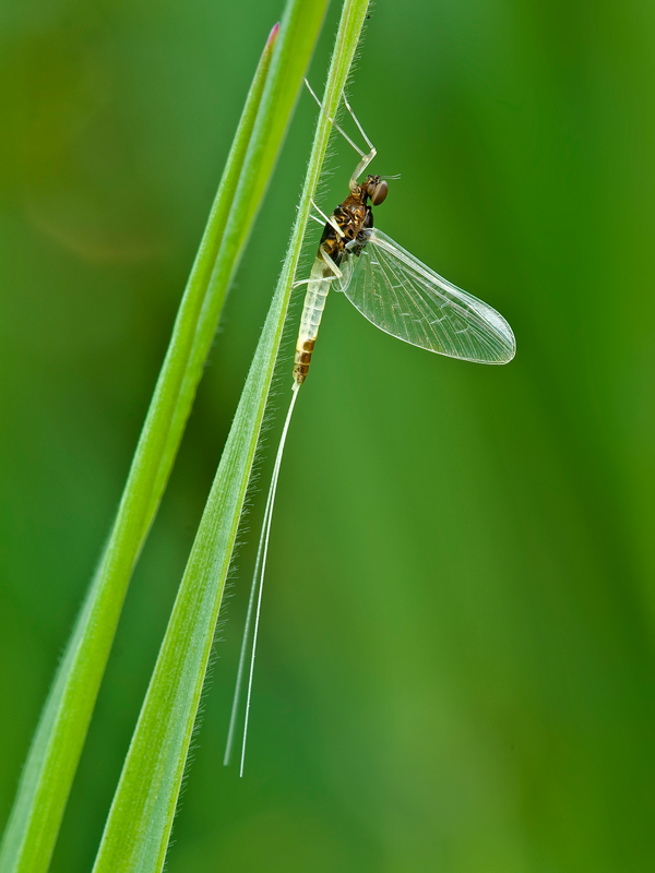 Baetis rhodani della famiglia Baetidae