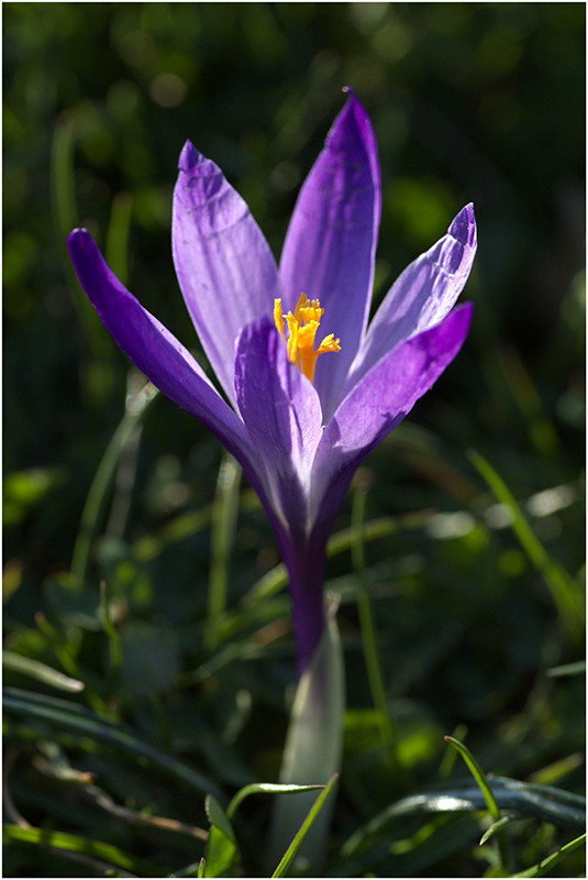 Inizio di primavera