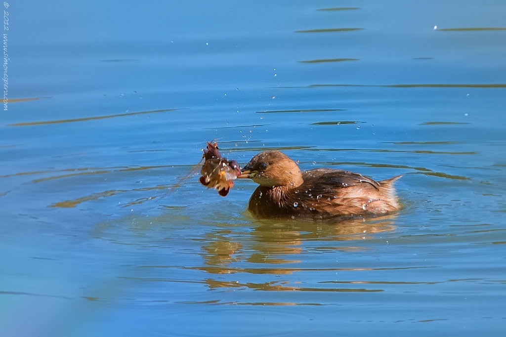 Tuffetto giovane con preda (Tachybaptus ruficollis)