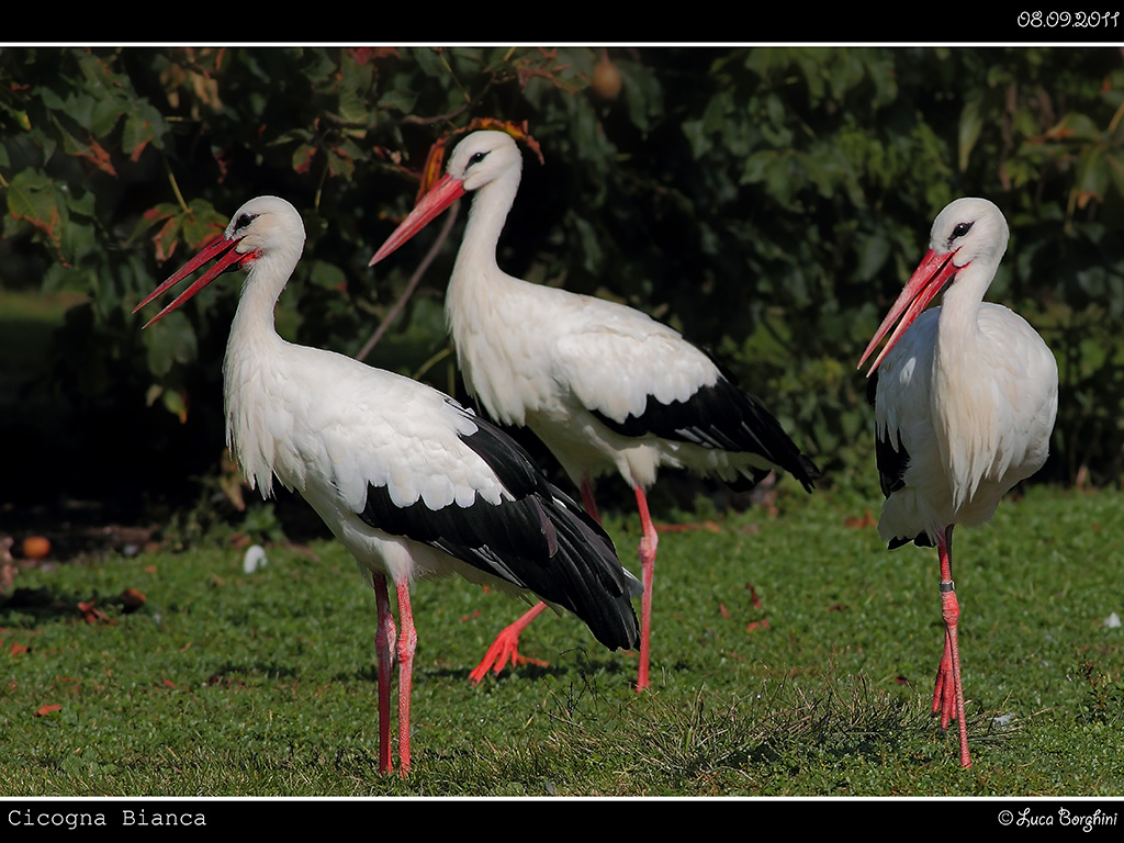 Cicogna # 8