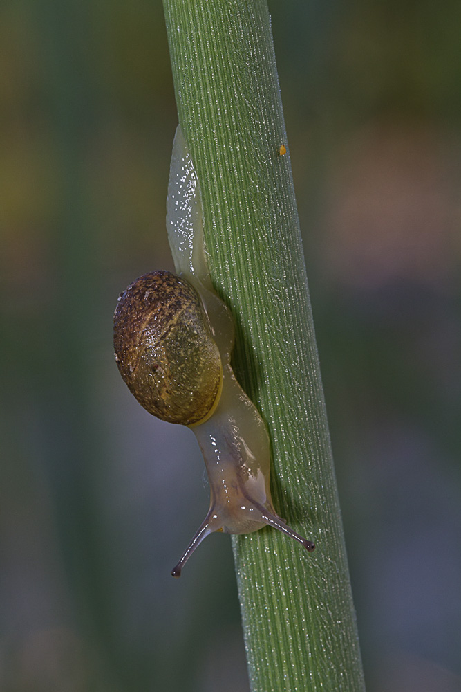 chi sale e chi scende