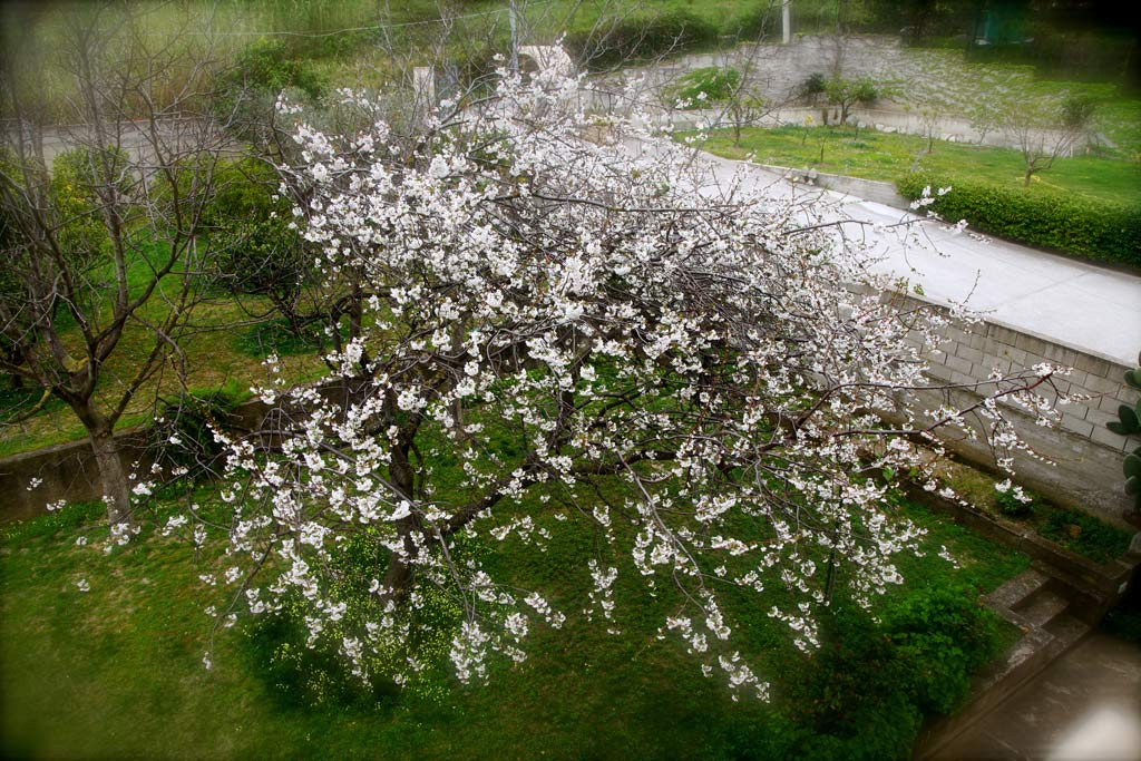 Per il vecchio ciliegio � ancora primavera.