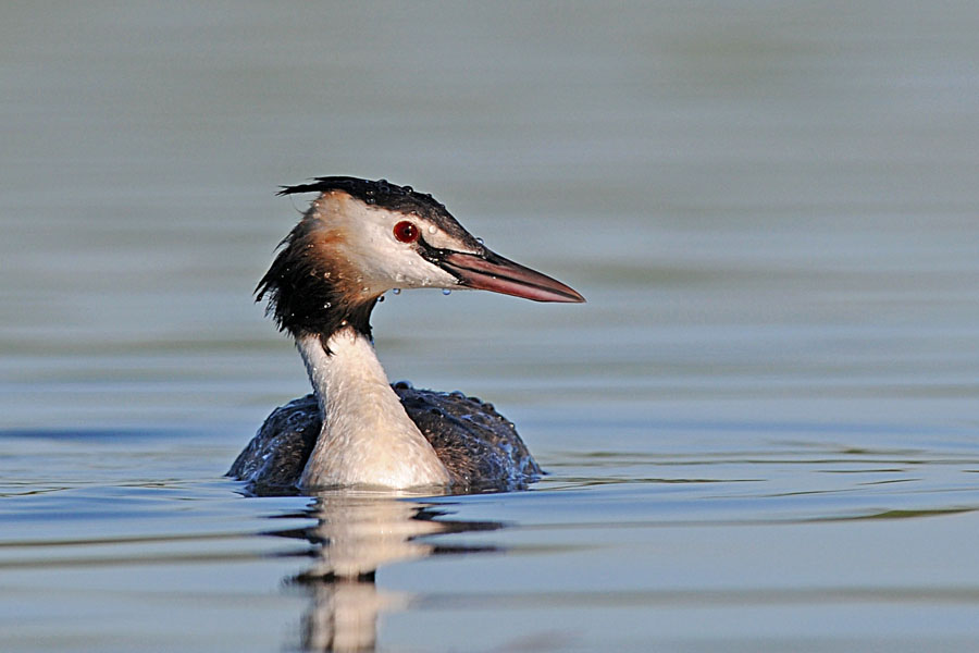 lo svasso e le gocce