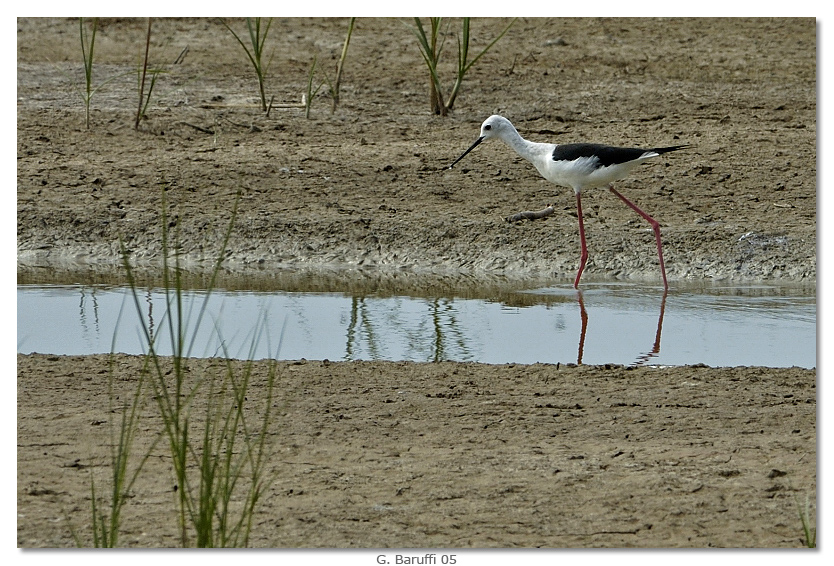 un  mio Cavaliere...