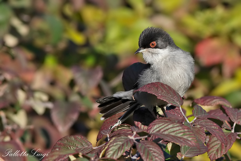 Occhiocotto(Sylvia melanocephala)