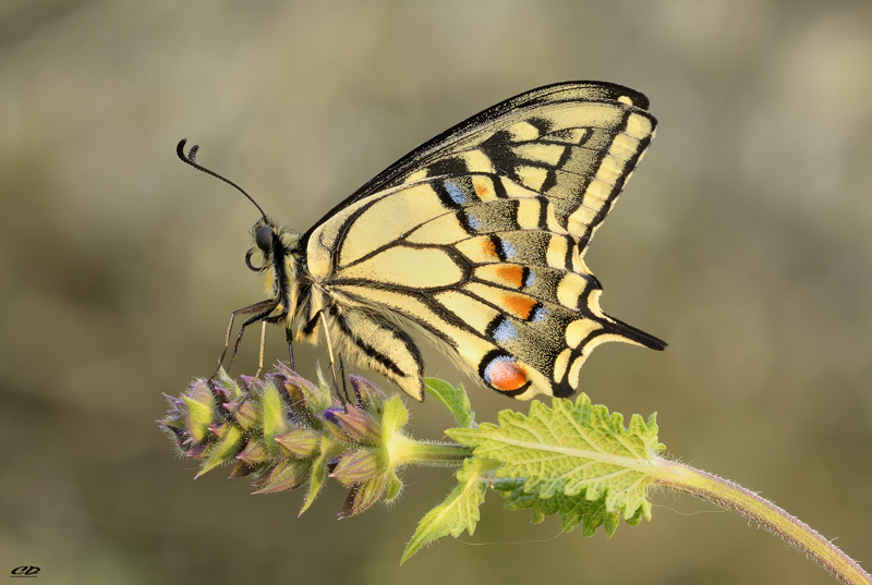 primo macaone 2012..