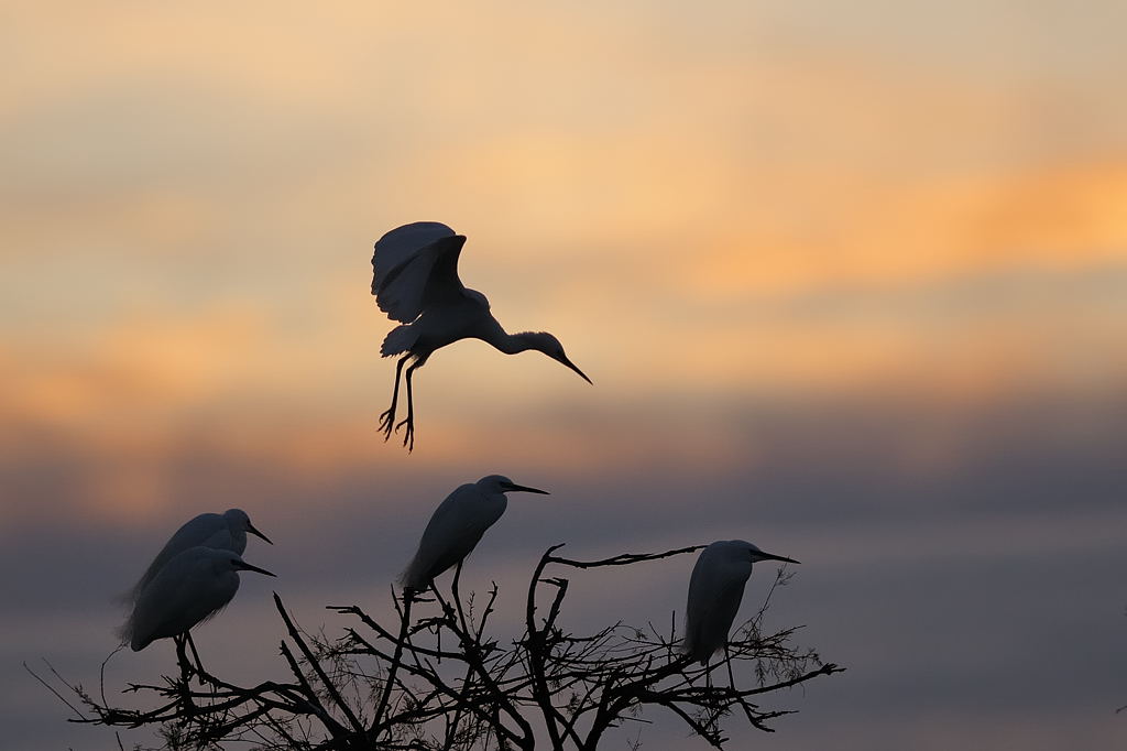 Il tramonto delle garzette