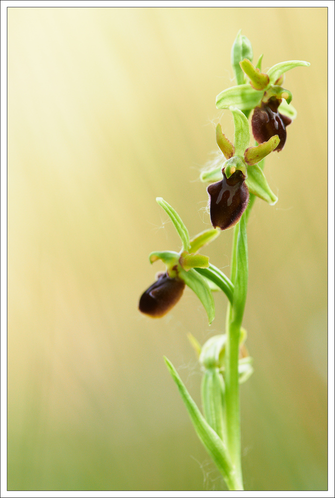 Ophrys Sphegodes