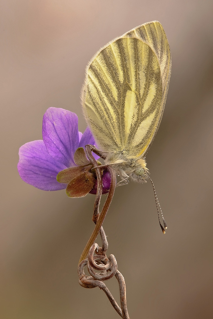 Pieris di Primavera