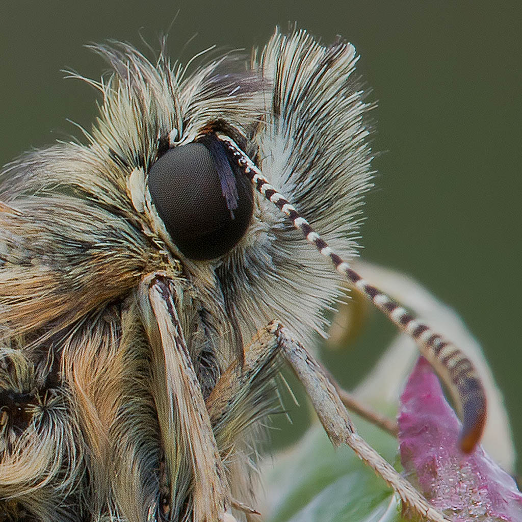 Hesperiidae Pyrgus vista da vicino